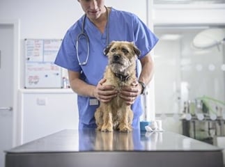 dysplasie de la hanche chez le chien
